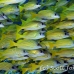 snapper_bluestripe_ndo_h_0236_pal1060.jpg